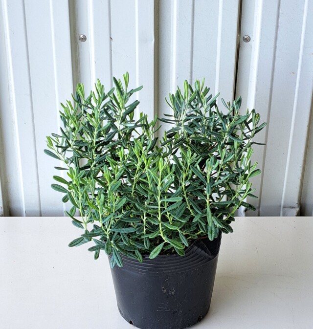ヒメシャクナゲ ブルーアイス 姫石楠花 ひめしゃくなげ ぶるーあいす 植木組合