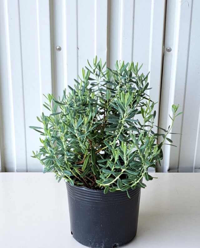 ヒメシャクナゲ　ブルーアイス　姫石楠花　ひめしゃくなげ　ぶるーあいす　植木組合