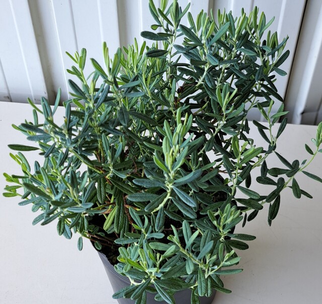 ヒメシャクナゲ　ブルーアイス　姫石楠花　ひめしゃくなげ　ぶるーあいす　植木組合