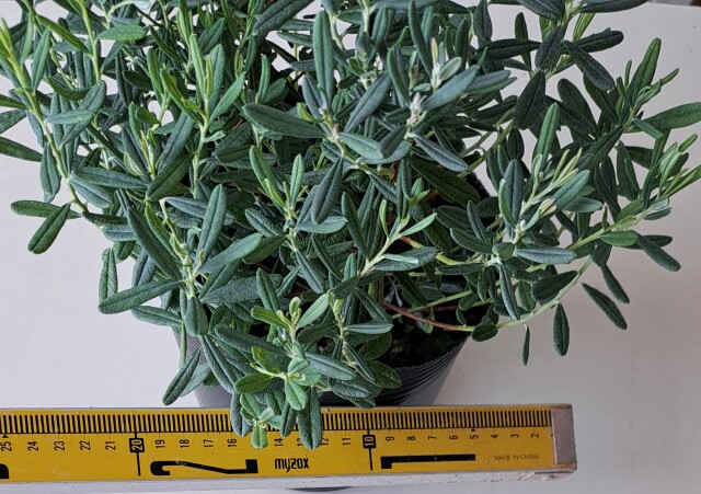 ヒメシャクナゲ　ブルーアイス　姫石楠花　ひめしゃくなげ　ぶるーあいす　植木組合