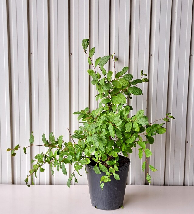 ヒメシャラ　ひめしゃら　植木組合