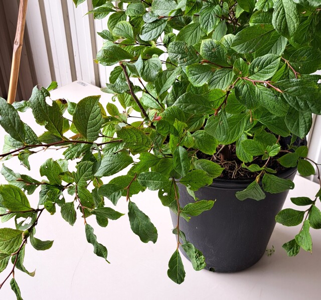ヒメシャラ　ひめしゃら　植木組合