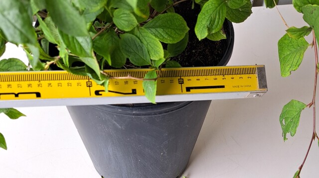 ヒメシャラ　ひめしゃら　植木組合
