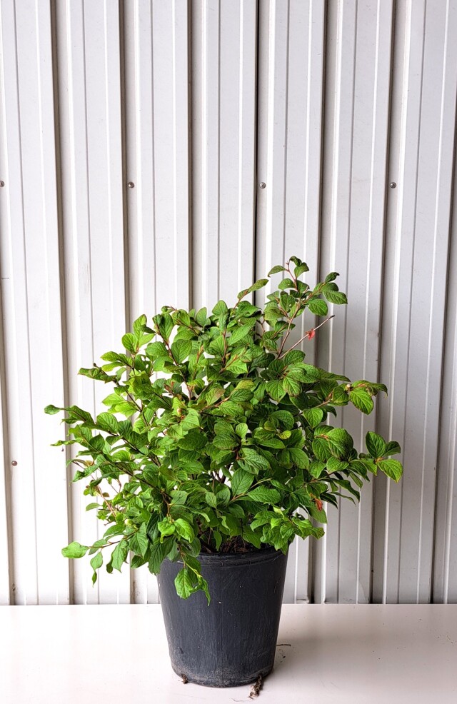 ヒメシャラ　ひめしゃら　植木組合