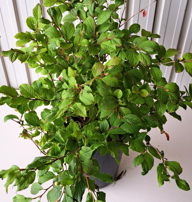ヒメシャラ　ひめしゃら　植木組合