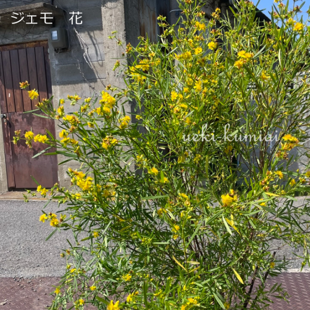 ヒペリカム　ジェモ　常緑低木　植木組合　700