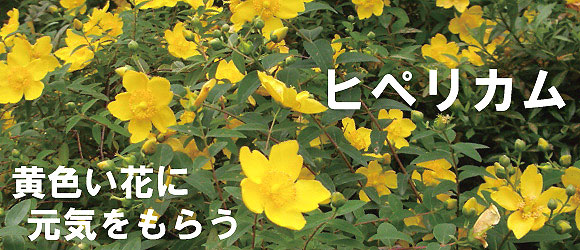 ヒペリカム　ヒデコート　580バナー　植木組合