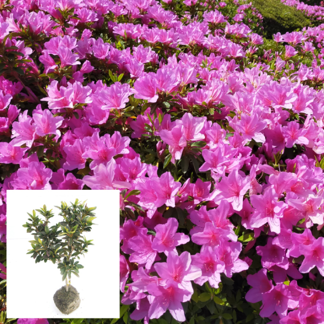ヒラドツツジ　ひらどつつじ　平戸躑躅　植木組合　常緑　花　葉
