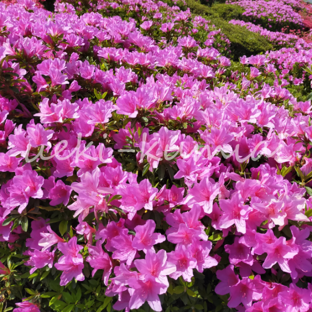 ヒラドツツジ　ひらどつつじ　平戸躑躅　植木組合　常緑　花　葉　ひらどつつじ