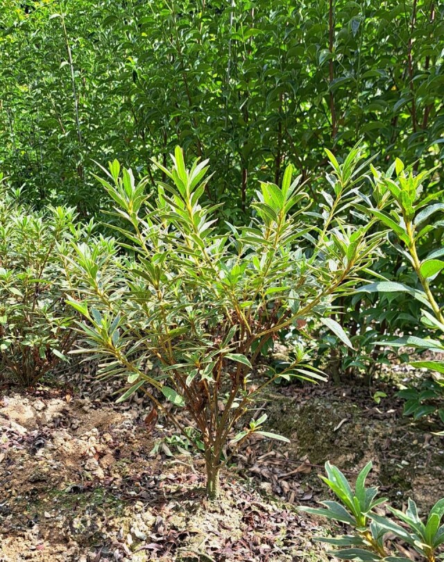 斑入り　平戸　つつじ　ヒラドツツジ　フイリ　常緑低木　躑躅　植木組合