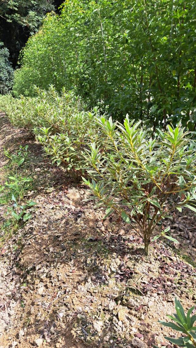 斑入り　平戸　つつじ　ヒラドツツジ　フイリ　常緑低木　躑躅　植木組合　ひらどつつじ