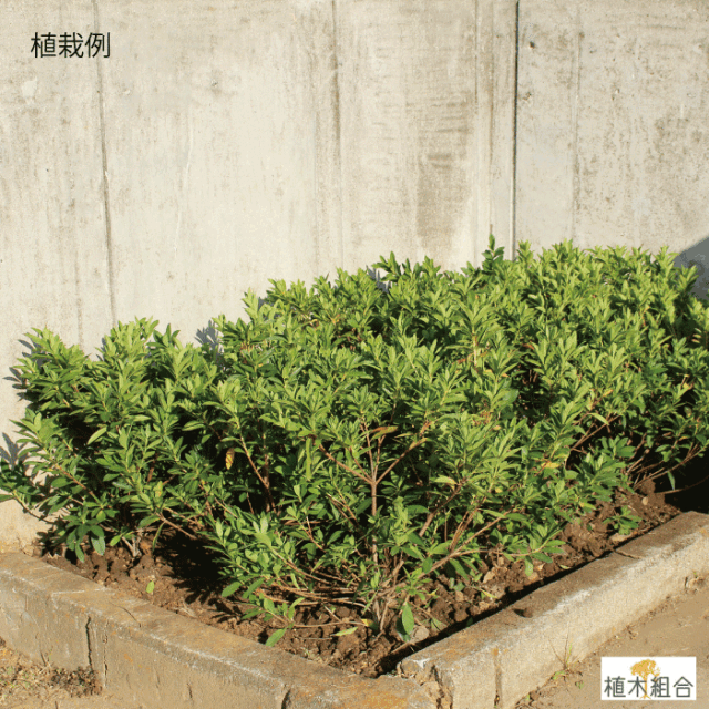 ヒラドツツジ　ひらどつつじ　平戸躑躅　植木組合　常緑　花　葉