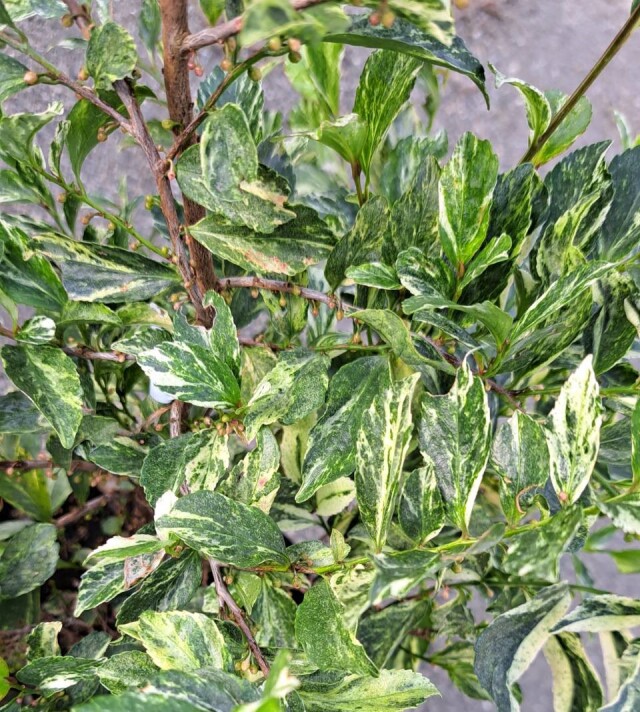 斑入り　フイリ　ひさかき　ヒサカキ　ザンセツ　残雪　ざんせつ　植木　常緑低木　植木組合