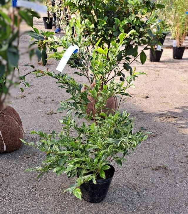 斑入り　フイリ　ひさかき　ヒサカキ　ザンセツ　残雪　ざんせつ　植木　常緑低木　植木組合