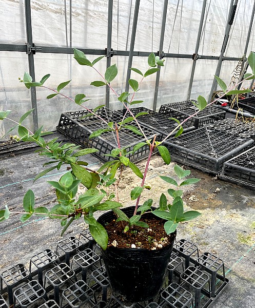 つる性 植木組合