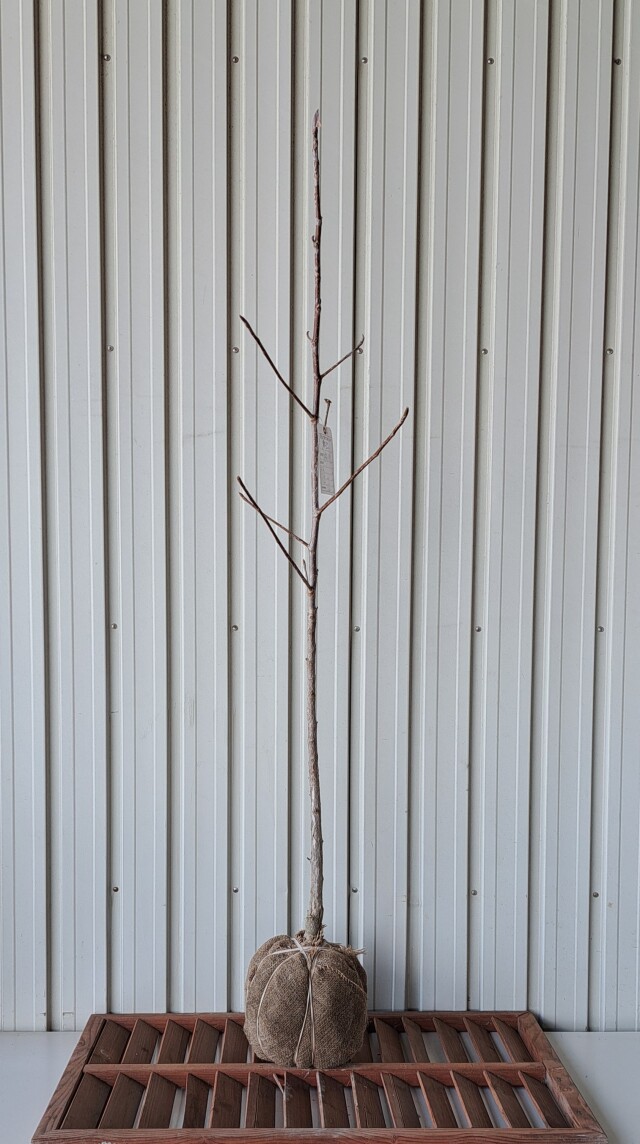 ホオノキ ほおのき ホウノキ ほうのき 植木組合