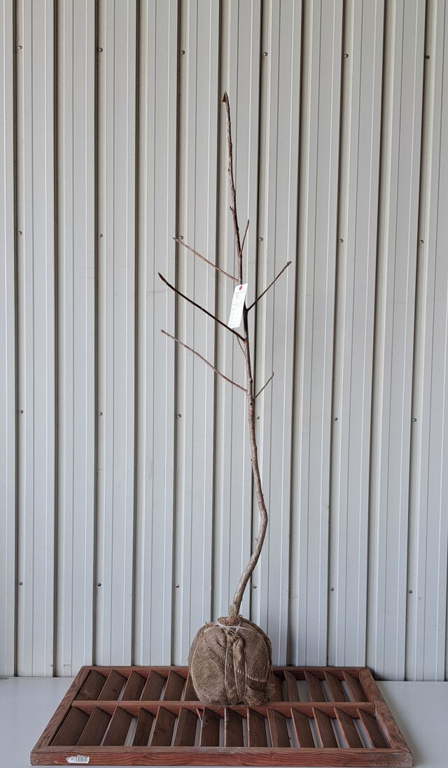 ホオノキ　ほおのき　ほうのき　ホウノキ　植木組合