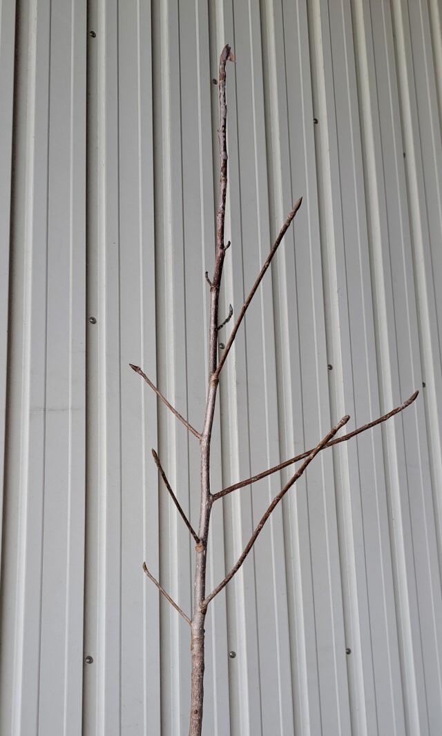 ホオノキ　ほおのき 　ホウノキ　ほうのき　植木組合