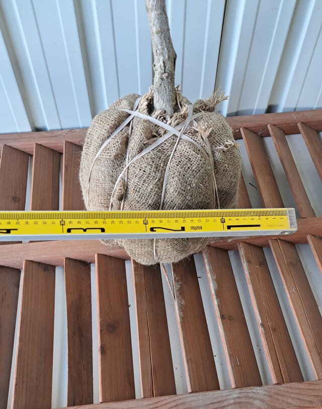 ホオノキ　ほおのき　ホウノキ　ほうのき　植木組合