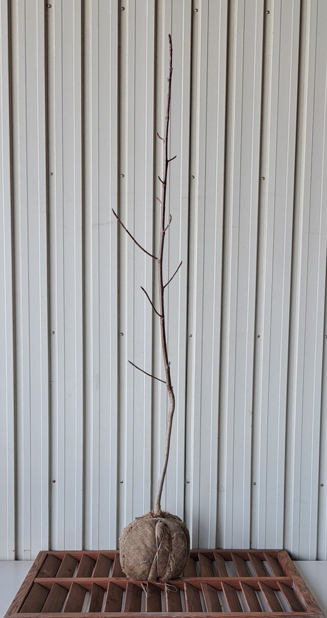 ホオノキ　ほおのき　ホウノキ　ほうのき　植木組合