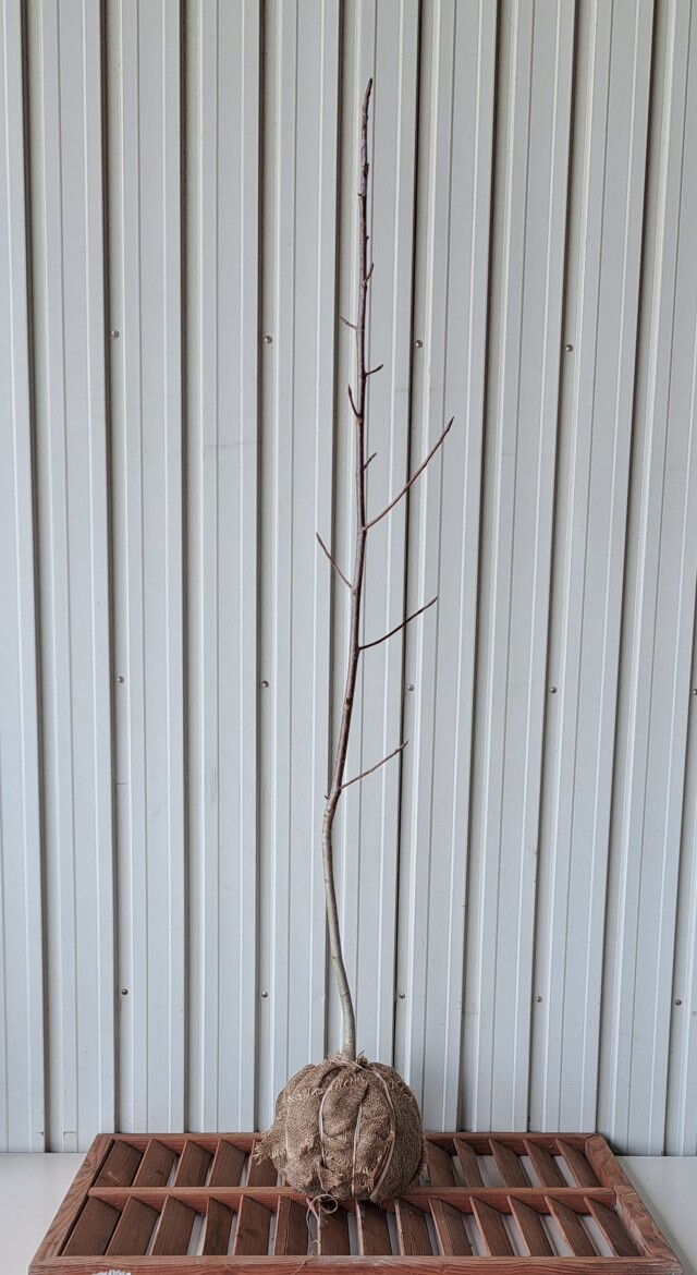 ホオノキ　ほおのき　ホウノキ　ほうのき　植木組合