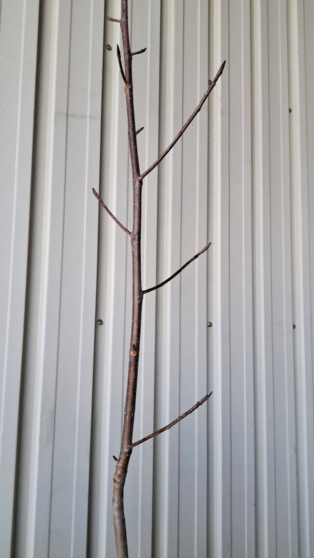 ホオノキ　ほおのき　ホウノキ　ほうのき　植木組合