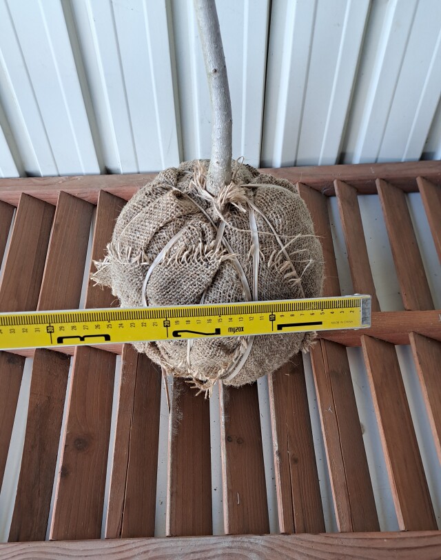 ホオノキ　ほおのき　ホウノキ　ほうのき　植木組合