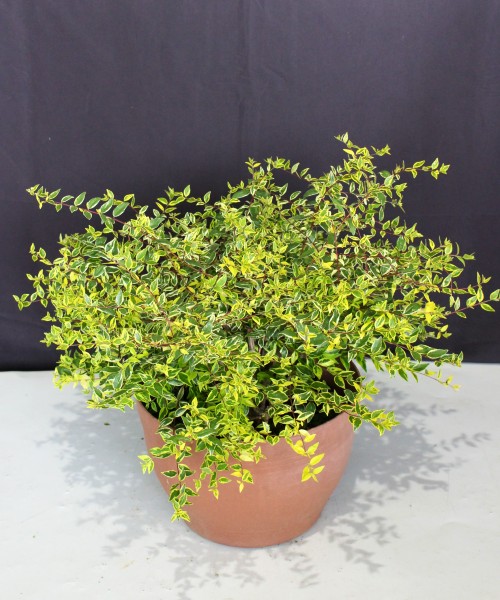 アベリア 植木組合