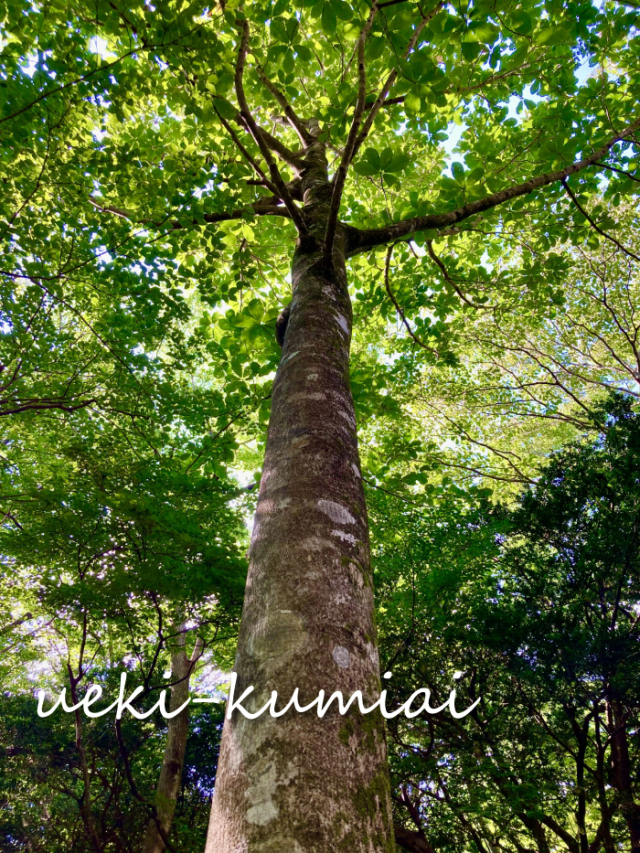 ホウノキ　苗木　　雑木の庭　朴の木　ほうのき　植木組合　イメージ　