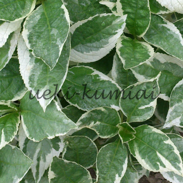 アジサイ （紫陽花） 苗 高さ約30cm 人気 植木 庭木 落葉低木