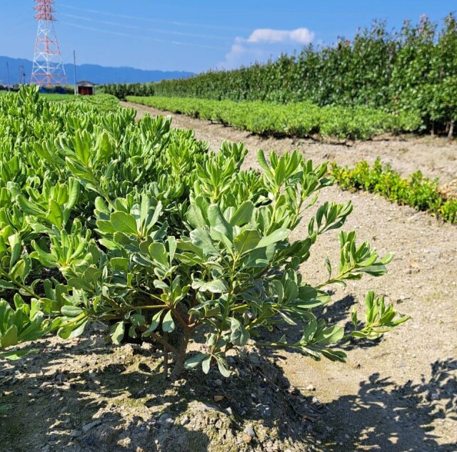 フイリトベラ　斑入り　とべら　常緑　植木組合　