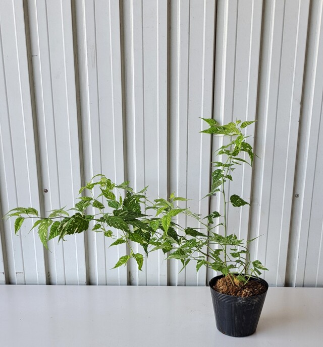 フイリヤマブキ　ふいりやまぶき　斑入り　山吹　植木組合