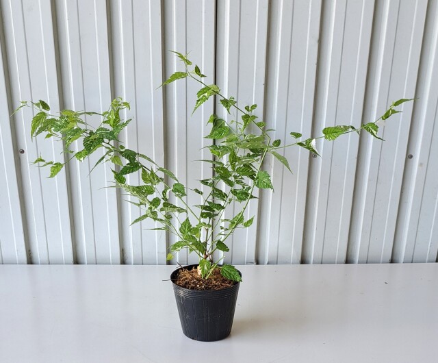 フイリヤマブキ　ふいりやまぶき　斑入り　山吹　植木組合