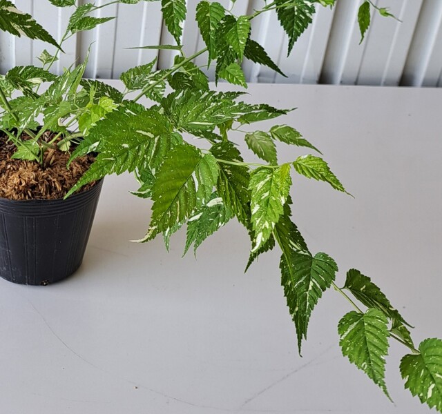 フイリヤマブキ　ふいりやまぶき　斑入り　山吹　植木組合