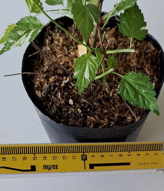 フイリヤマブキ　ふいりやまぶき　斑入り　山吹　植木組合