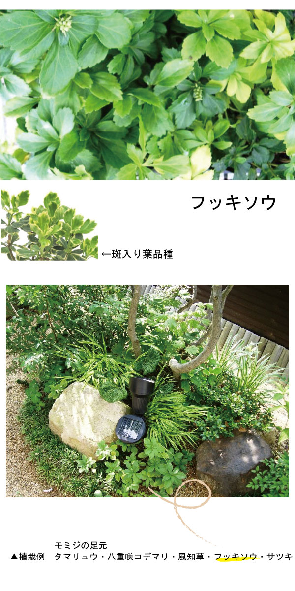 フッキソウ　植栽例