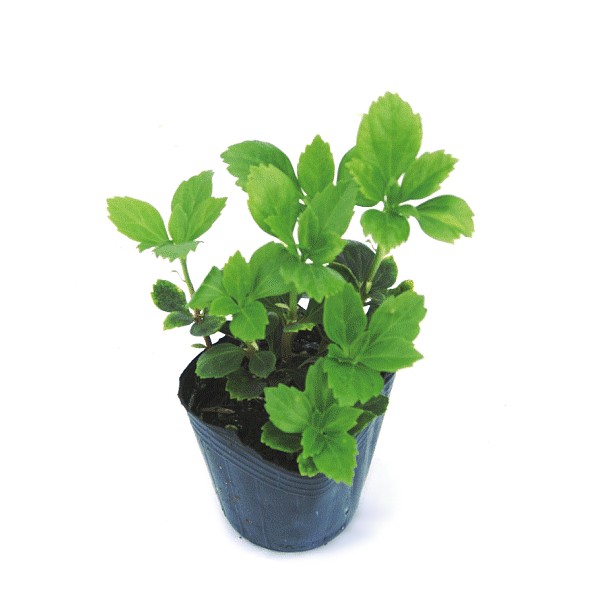 タマシダ 苗 人気 グランドカバー・下草