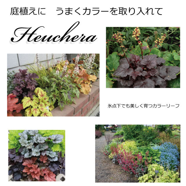 ヒューケラ　ツボサンゴ　苗　寒さに強い　カラーリーフの下草