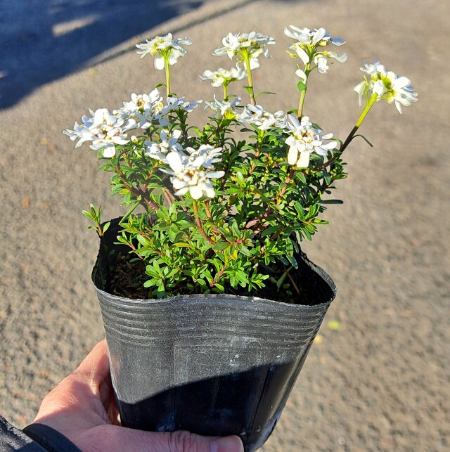 イベリス　いべりす　植木組合　花