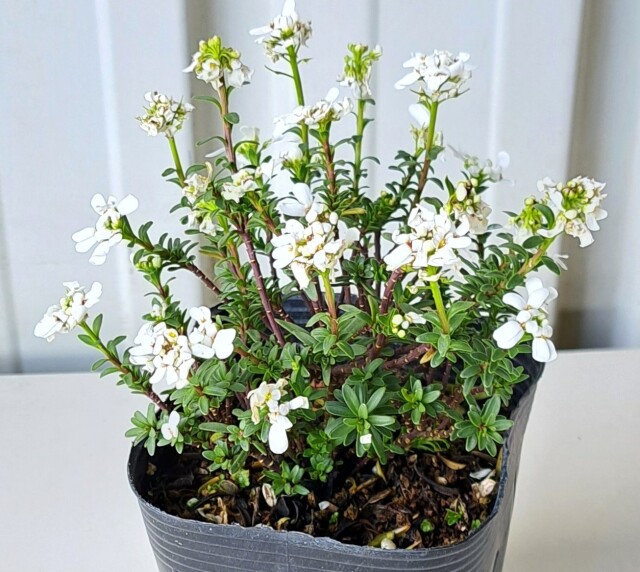 イベリス　いべりす　花　植木組合