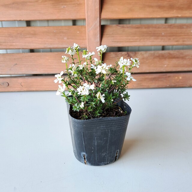 イベリス いべりす 花 植木組合