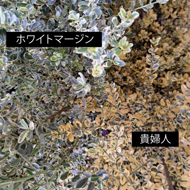 イヌツゲ　ホワイトマージン いぬつげ　ほわいとまーじん　葉　植木組合　