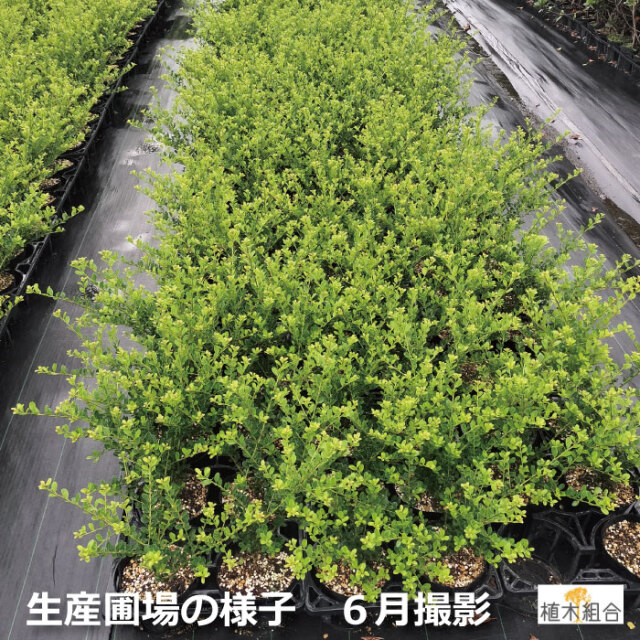 イヌツゲ　犬柘植　いぬつげ　植木組合