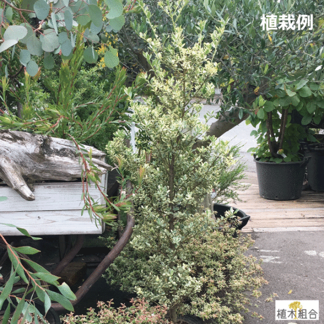イヌツゲ　いぬつげ　ホワイトマージン　ほわいとまーじん　斑入り　フイリ　ふいり　葉　植木組合