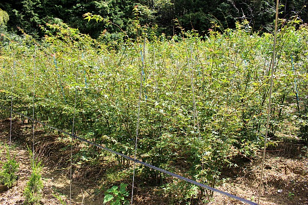 イロハモミジ株立ち　1.5ｍ　いろはもみじ　植木組合