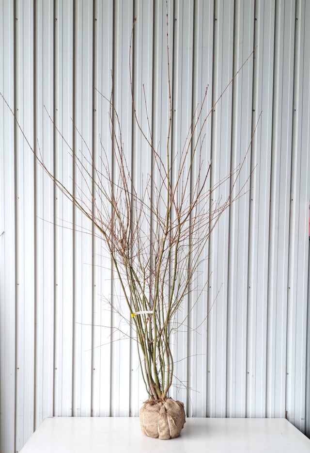 イロハモミジ　いろはもみじ　植木組合　