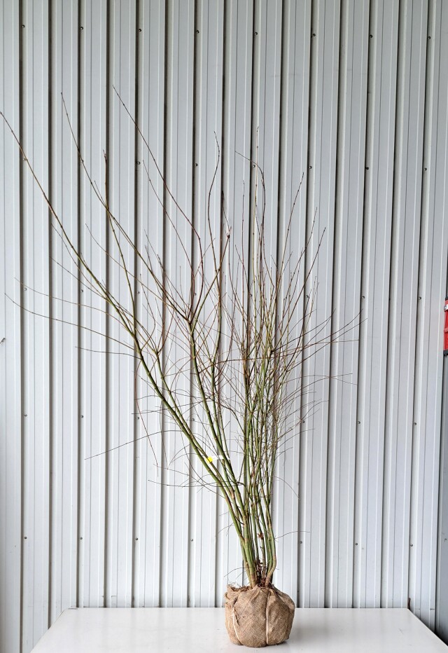 イロハモミジ　いろはもみじ　植木組合