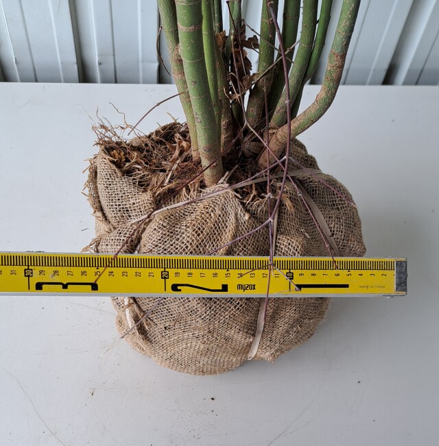 イロハモミジ　いろはもみじ　植木組合