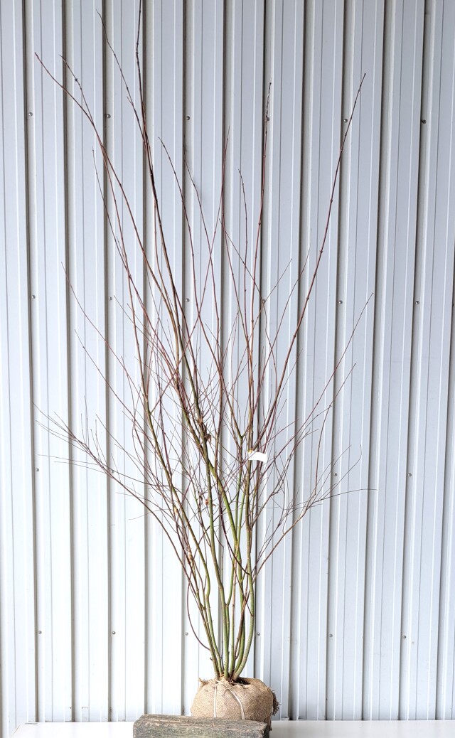 イロハモミジ いろはもみじ 植木組合