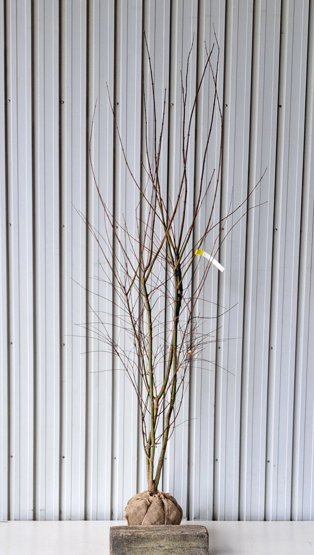 イロハモミジ　いろはもみじ　植木組合